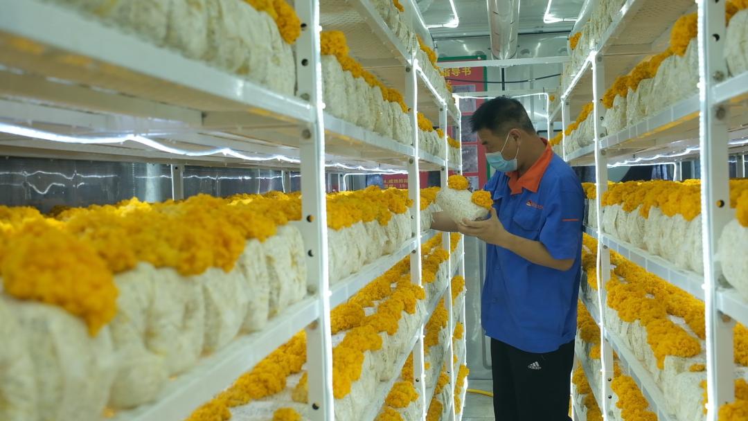 ɽ�|���f�����S�𡱮a(ch��n)�I(y��)����ġ������������Ƽ���(w��n)�a(ch��n)��